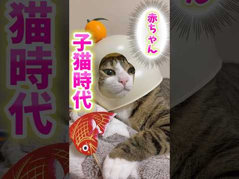 猫の動画サムネイル - 【特集】球太の子猫時代#cats#shorts #球太