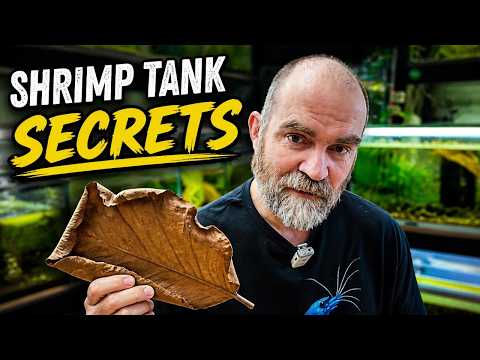 Trust The Process – Breed More Bee Shrimp