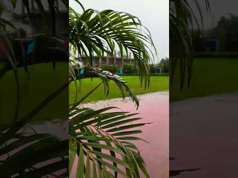 Feel The Rain☔#rain #ytshorts #love #shorts