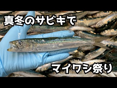 真冬のサビキでマイワシ祭り