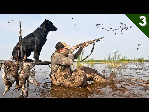 First SOLO DUCK HUNT Of The 2025 Season | HIDDEN MARSH Teal Hunting