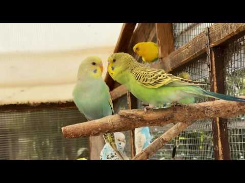 My Latest Baby Budgies   June 2026