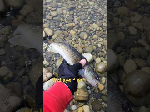 walleye fish on catch and release only 🐟 🐠 🎣 🐡