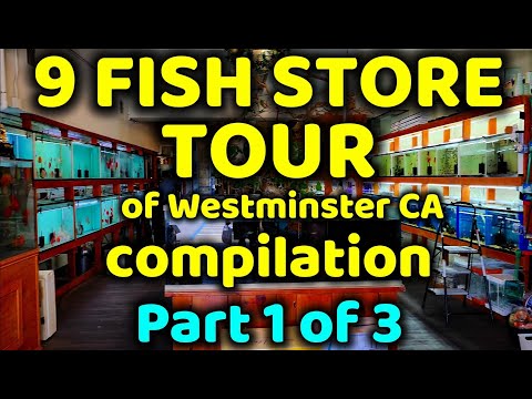 VISITING 9 FISH STORES IN WESTMINSTER CA TOUR COMP The followings are the stores that are walked thru, toured, and reviewed in this video_ Fish Warehou