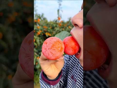 Enjoy expertly curated fresh fruits 🍉🍎🍓🥭 #shorts #sweets #fresh #fruitsandveggies