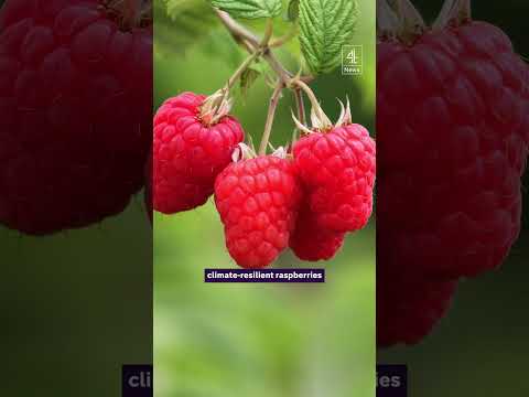 £1 million to save UK raspberries
