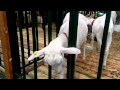 Козоводство: Зааненские козы на выставке Золотая Осень 2010