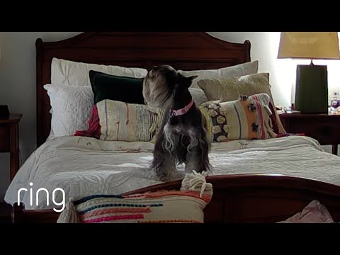 When Left Alone, This Miniature Schnauzer Did This... | RingTV