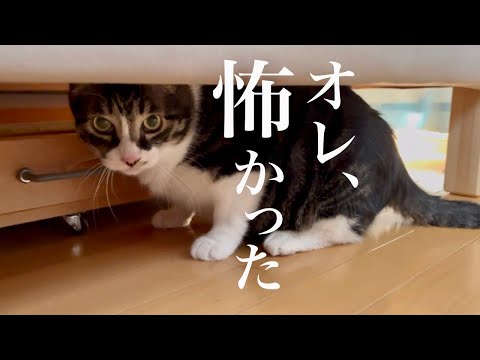 元ボス猫、動物病院から帰ってきました。健康診断の結果…