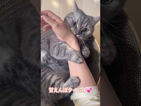 甘えん坊な猫　#ねこ #ねこのいる生活  #マンチカン  #かわいい動物