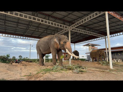 ไลฟ์‼️ลอดท้องพ่อใหญ่ให้คุณแม่