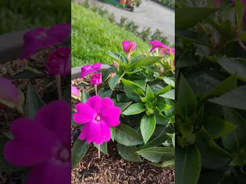 flower 🌺#shortvideo #flowers #shorts #short