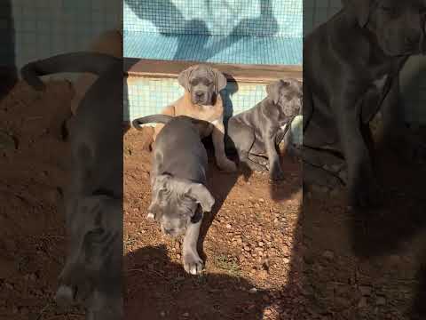 Los tres MAGNÍFICOS #PERROS