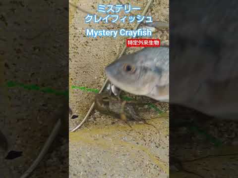 早期発見！捕獲！拡散防止大切です！ミステリークレイフィッシュ Mystery Crayfish 加藤英明【公式】かとチャン