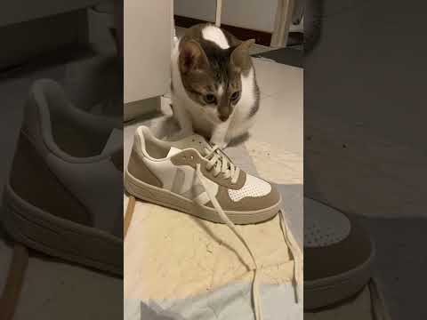 Cats day 23 Oct 2025 #cats #catlover #tombamlucky #fypsg #sgcats