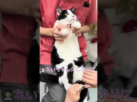 爪切り始めは虚無だったけど最後は我慢できず「ガオー」【猫のれいちゃん】#shorts