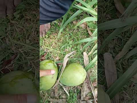 bocil panen mangga guys #cow #bocilpanenmangga