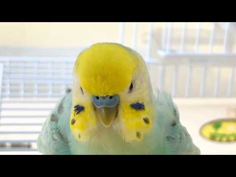 守りたい場所と思い出を大切にするインコ