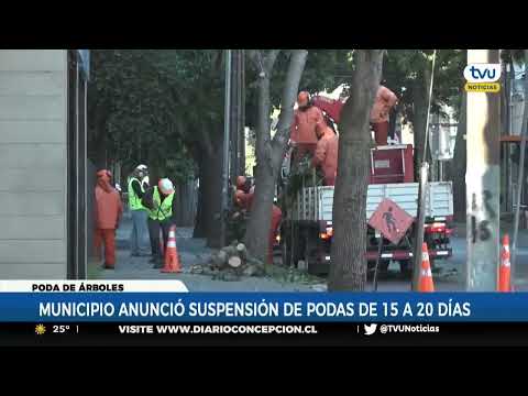 Municipio de Concepción anuncia suspensión de podas de árboles por 15 a 20 días