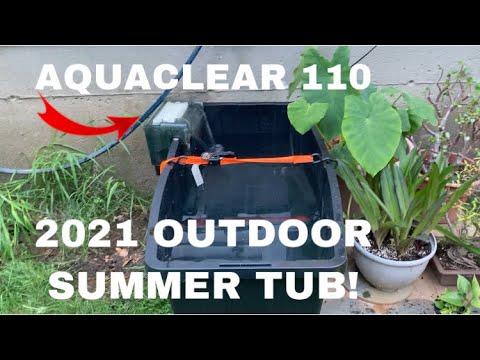 2021 OUTDOOR SUMMER TROPICAL FISH GROW OUT TUB WIT OUTDOOR SUMMER 55 GALLON TUB WITH AQUACLEAR / FLUVAL 110 FILTER AND A 300 WATT EHEIM HEATER! TONS OF