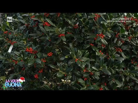 Le piante di Natale con Luca Sardella - La Volta Buona 14/12/2023