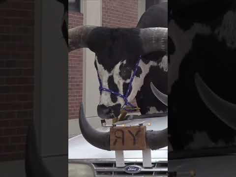 Nebraska police pulled over a car with a giant bull named Howdy Doody crammed into passenger seat