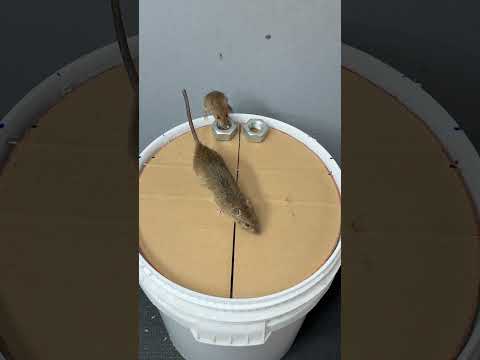 Best home Mouse trap/creative Mouse trap