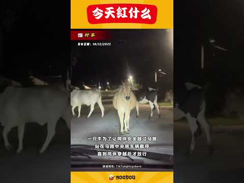 【真正的“roadblock” 牛大哥截停车辆为同伴开路！】 thumbnail