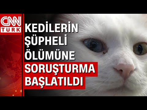 Mersin'de son bir ayda 15 kedi ölü olarak bulundu