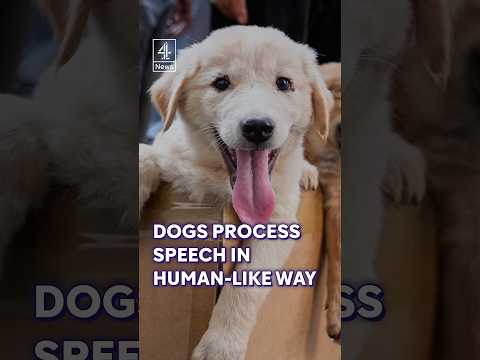 Dogs process speech in human-like way, study finds
