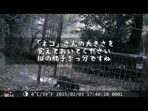 有害鳥獸驅除、箱ワナのトレイルカメラ