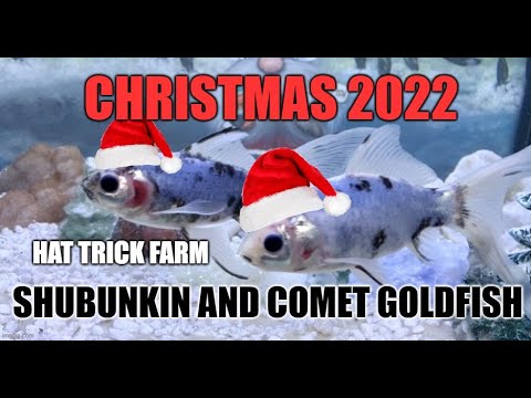🎄 SHUBUNKIN AND COMET GOLDFISH 🎄| 🎁CHRIST In this video I'm showing off a Christmas background that I painted and an aquarium setup featuring 