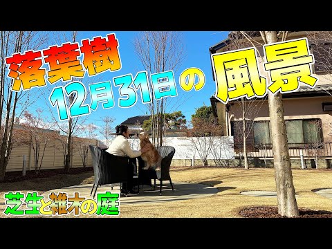 【芝生と雑木の庭】年末のご挨拶、皆様、1年間有難うございました！