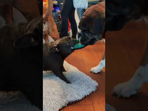 Boxer vs Frenchie: The Ultimate Toy Tug-of-War! 🥊🐾