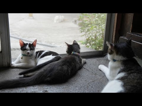 窓辺のクロサバジロウ：かわいさあふれる癒しの一瞬 サムネイル