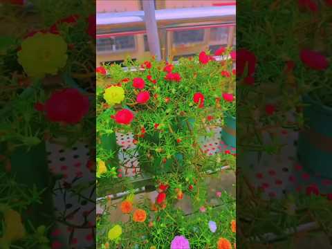 Gardening Portulaca flower plant decor at balcony very beautiful #shorts #plants #gardening #diy