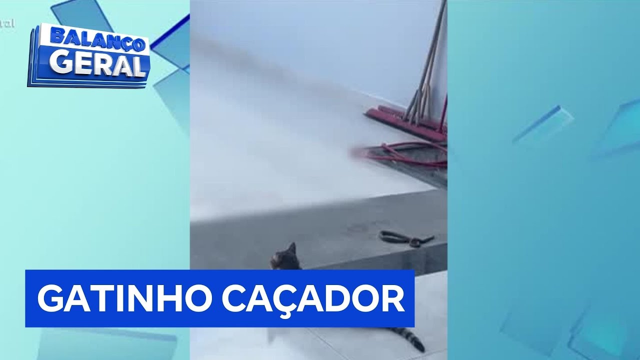 Gatinho caçador ataca cobra no quintal de casa e assusta tutores em Sergipe