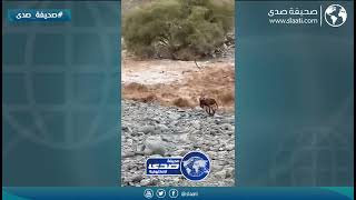 حمار ينجو من السيول