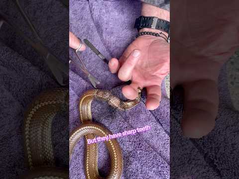 Snake Bite 🐍 Part of the job #snake #animals #wildlife #youtube #fyp #animalrescue