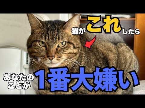 猫が嫌いな人にだけ見せる行動と保護猫のかわいい仕草 サムネイル