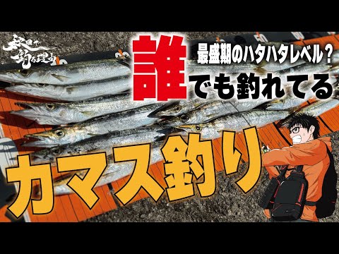 【秋田釣り】　誰でも釣れてる　カマス釣り(チートアオリイカ)