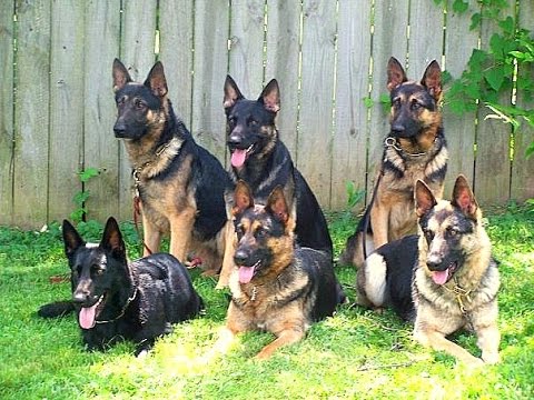 East german guard dog