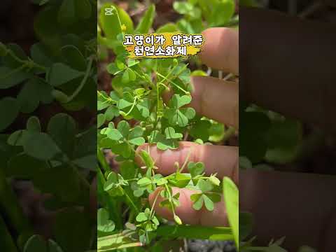 괭이밥 물김치 꼭 담아 <strong>보세요</strong>