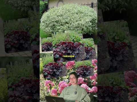 Простой миксбордер из 3 растений 🌿🔥