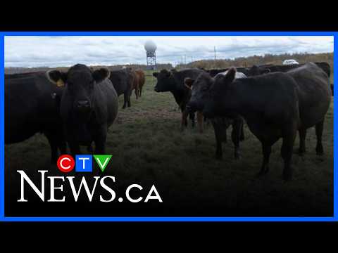 Manitoba beef farmers report ongoing theft of cattle