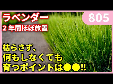 ラベンダーの育て方 ｂｙ園芸チャンネル 805  #園芸 #ガーデニング #初心者