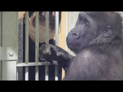 寒い日は、ゴリラ達の為に温かい特製ドリンクを作ってくれる飼育員さん⭐️Gorilla【京都市動物園】Kintaro drinks a hot drink made by the zookeeper