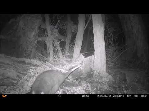 Western Ringtail Possum Critically Endangered Species
