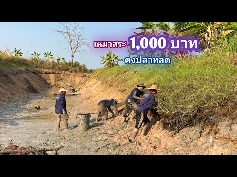 เหมาสระ 1,000 บาท เจ้าของถามขายให้ใครก็ไม่มีใครอยากซื้อ ลองเหมาดู มันไม่ธรรมดาเลย / บ้านนอก EP.1,004