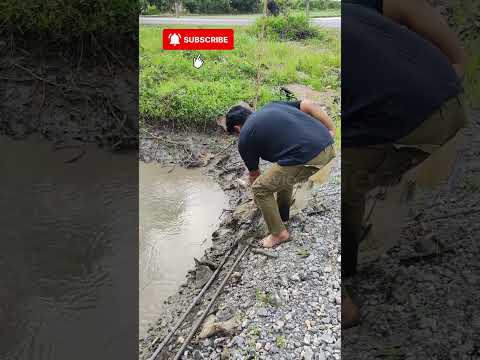 TANGKAP IKAN GUNA JALA IKAN PART 12 of 26 #ShopeeYTDeals #jalaikan #jalaikandisungai #tangkapikan